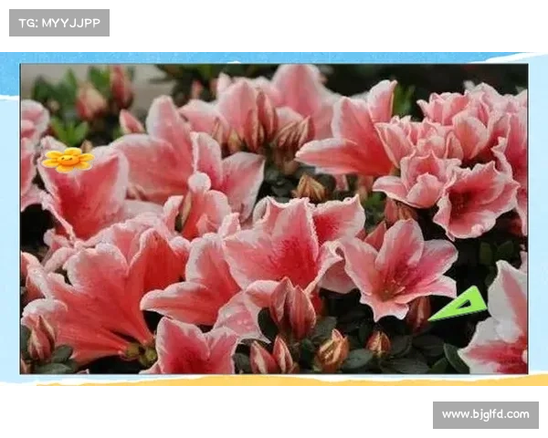 东超一词的多重含义及其背后文化与现实影响全解析 东超一词的多重含义及其背后文化与现实影响全解析